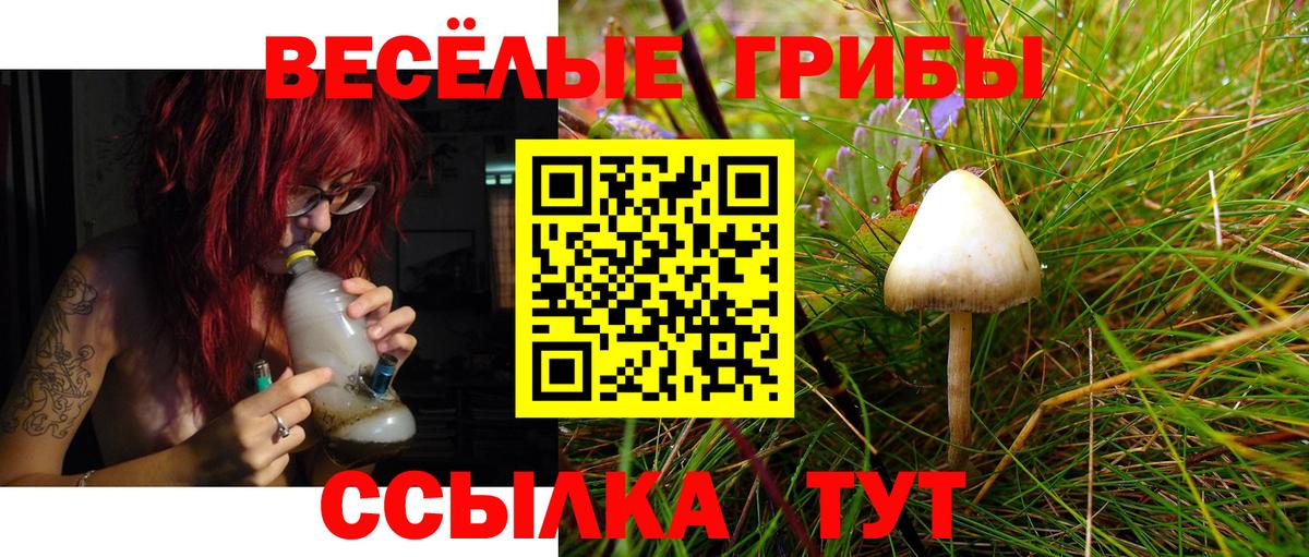 Апатиты  закладка  Вход с VPN  Псилоцибиновые грибы Psilocybe 